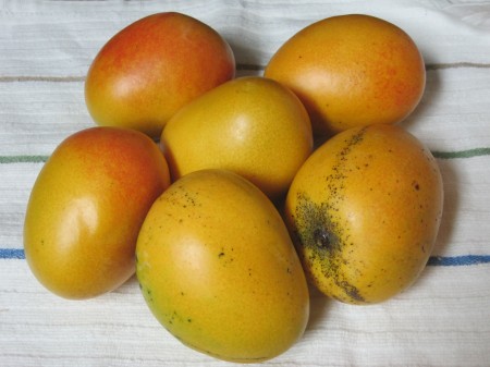 Alphonso mangos