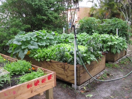 garden at height of growing season