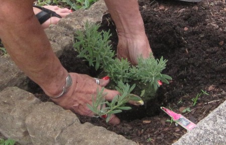 planting rosemary