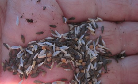 Mesclun Lettuce Seed