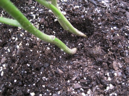 roots coming out of the ground