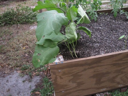 eggplant in the wind