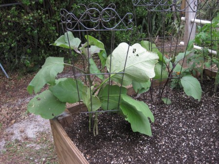 trellises with eggplant