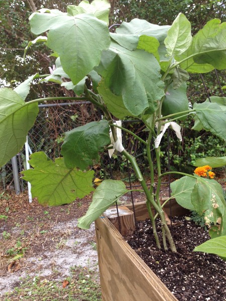 eggplant tied to trellis