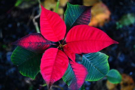 poinsettia