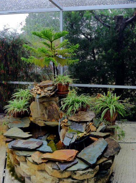 Norfolk pine and fountain