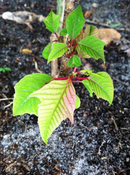 poinsettia