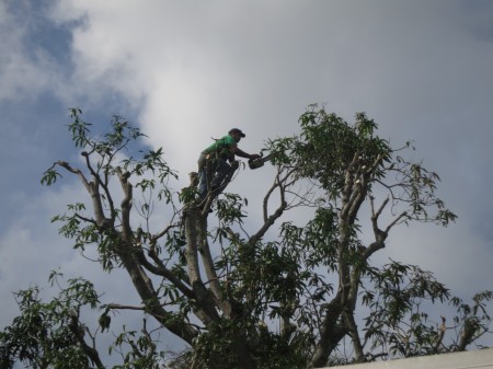 tree trimmer