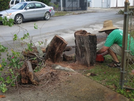 removing Japanese orchid tree