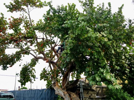 partially pruned sea grape tree