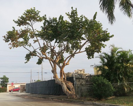 pruned sea grape tree