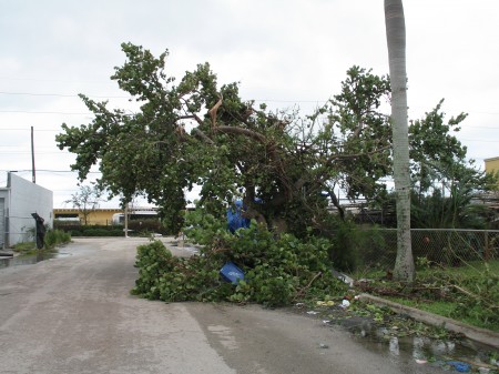 Sea Grape Tree after Hurricane Wilma