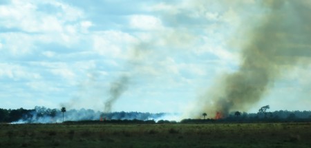 burning sugar cane field