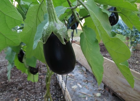 eggplant