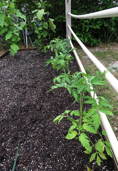 tomato plants