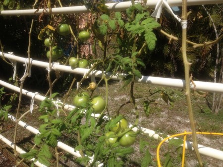 green tomatoes