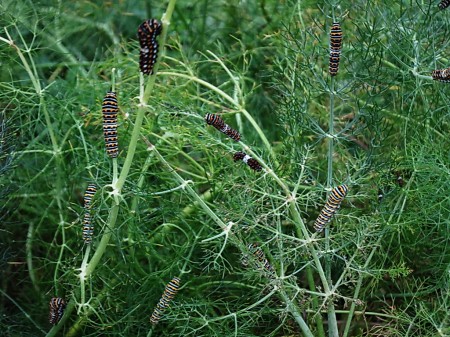 fennel