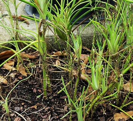 stripped fennel