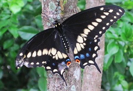 Black Swallowtail Butterfly