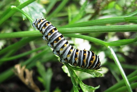 Black Swallowtail Caterpillar