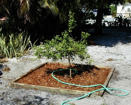 key lime tree from seed