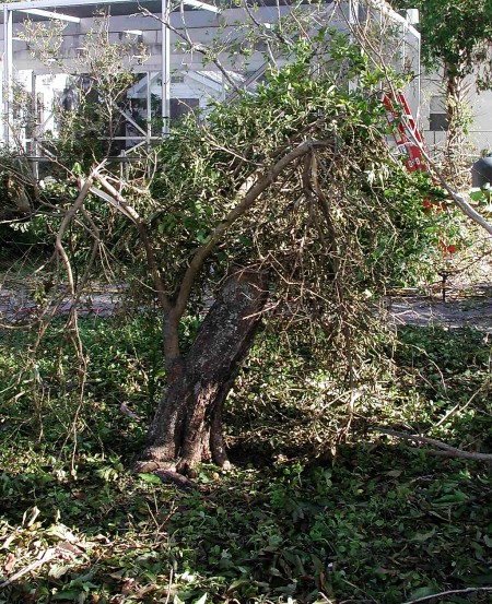 hurricane battered key lime