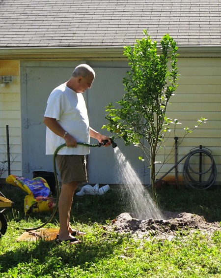 watering key lime tree