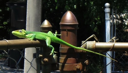 Cuban Anole