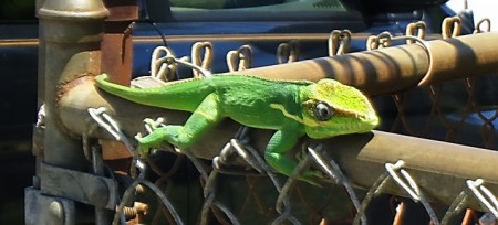 Cuban Anole