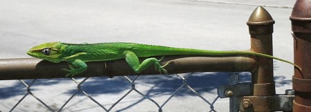 Cuban Anole