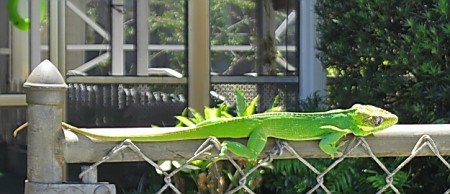 Cuban Anole