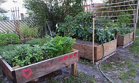 raised garden boxes