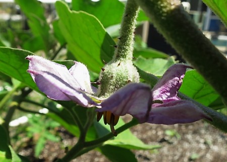 thorns on eggplant flower