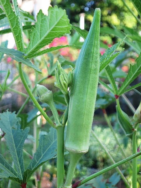 okra