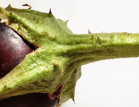 eggplant thorns