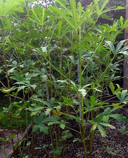 okra plants