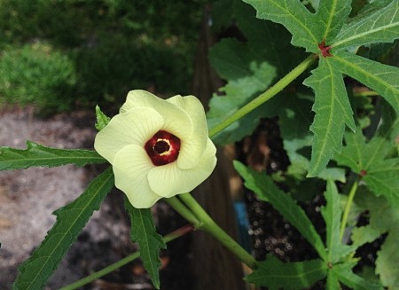 okra blossom