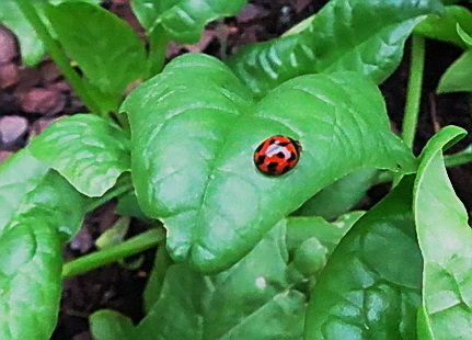 ladybug on spinach