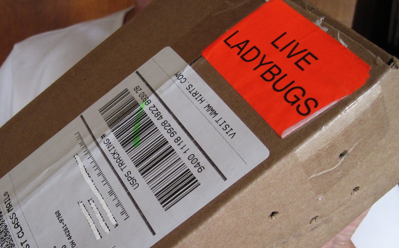 mail order ladybugs