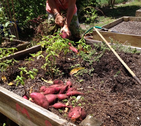 sweet potato harvest