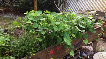 sweet potato plant